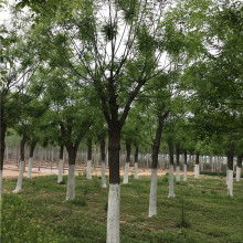 2020綠化苗木價格 報價 綠化苗木批發 第6頁 園林網