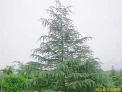 供應(yīng)雪松,廣玉蘭,白玉蘭等綠化苗木 花卉世界網(wǎng) 中國(guó)最大花卉 苗木采購(gòu) 苗木報(bào)價(jià) 苗木交易平臺(tái)