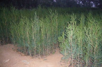 側(cè)柏容器苗-沭陽(yáng)陳東福苗木場(chǎng)(產(chǎn)品圖片)-產(chǎn)品庫(kù)-中國(guó)花木網(wǎng)