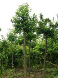 木槿,苗木產(chǎn)品,苗木圖片展示,最新綠化工程苗木展示,提供苗木圖片,會(huì)員苗木產(chǎn)品報(bào)價(jià)_天天苗木網(wǎng)