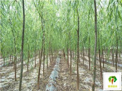 2公分柳樹價(jià)格3公分柳樹價(jià)格4公分柳樹價(jià)格_苗木產(chǎn)品圖片