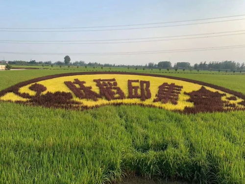 產值超億元 睢寧這個村被國家點名表揚鳳凰網江蘇 鳳凰網