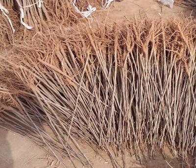 【批發銀杏苗 綠化苗木 銀杏小苗 白果苗 銀杏樹苗規格齊全】價格_廠家_圖片