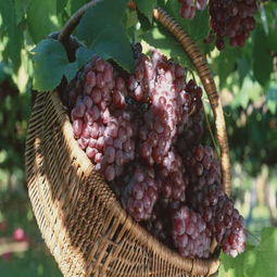 河南周口大棚葡萄苗種苗多少錢一株 新聞z