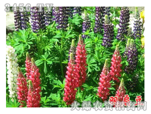 宿根花卉 羽扇豆