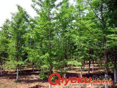 山東郯城縣銀杏苗木協(xié)會(huì)供應(yīng):銀杏、石榴、法桐等綠化工程苗木圖片|山東郯城縣銀杏苗木協(xié)會(huì)供應(yīng):銀杏、石榴、法桐等綠化工程苗木產(chǎn)品圖片由郯城縣林海銀杏苗木培育場公司生產(chǎn)提供-