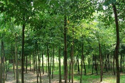 野生香樟|移栽骨架香樟-供應(yīng)香樟 -寧鄉(xiāng)縣光輝苗木場(chǎng) 產(chǎn)品展示(野生香樟、移栽骨架香樟、湖南綠化苗)-金泉網(wǎng)