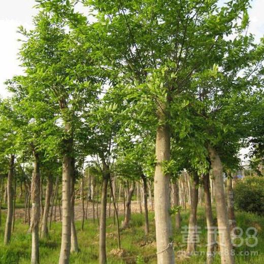 【鎮(zhèn)江樸樹苗木】- 