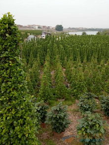 濰坊綠化苗木 品牌 濰坊綠化苗木 采購 圖片 批發(fā)