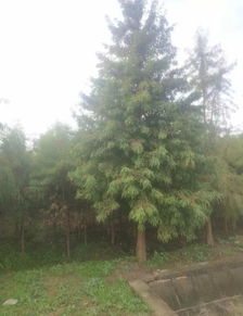 湖南曾萬輝 質量至上,打造苗木精品