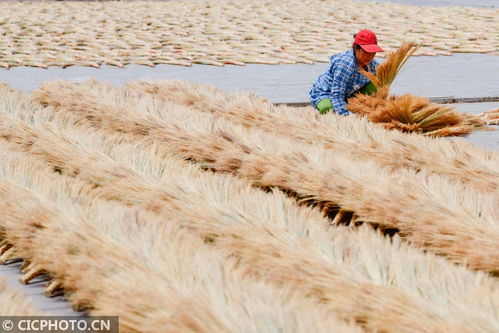 內蒙古巴林左旗 小笤帚 掃 出大市場