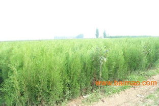 的 批發商,博豐綠化苗木,的 批發商,博豐綠化苗木生產廠家,的 批發商,博豐綠化苗木價格