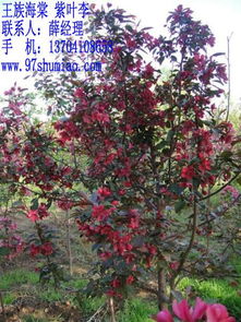 3公分王族海棠價格遼寧個體批發