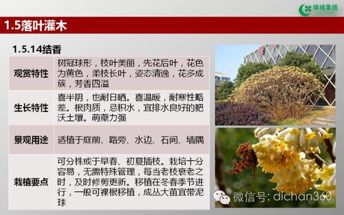 綠城集團園林軟景苗木圖譜
