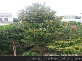 瀏陽市柏加鎮聚緣苗圃13975829581 企業庫 