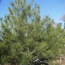 藍田常青源苗木公司