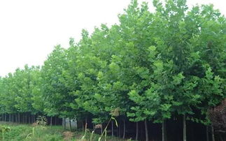 四個竅門告訴你苗木種植戶如何提升苗木利潤空間