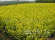 鎮江其他種子、種苗批發_鎮江其他種子、種苗供應_其他種子、種苗鎮江廠家_ - 