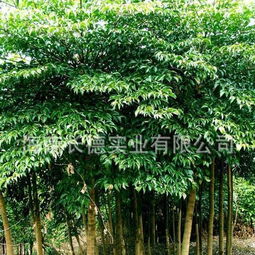 供應海南綠化苗木晃傘楓