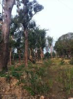 綠化苗木產品,苗木圖片信息 206