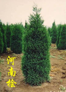 河南添寶苗木基地 專業(yè)苗木種植與供應(yīng)的行業(yè)標桿