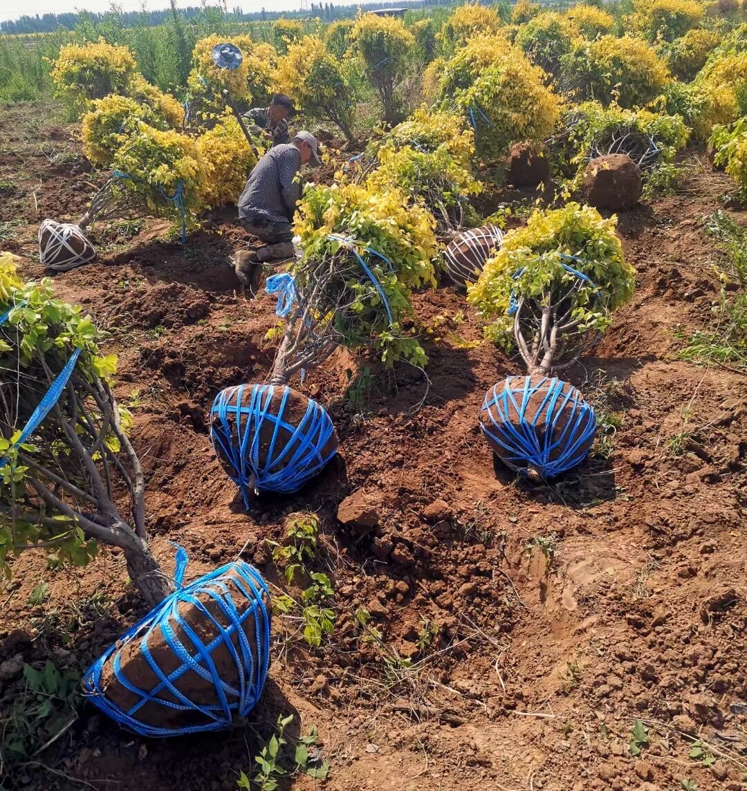寧夏錦潤(rùn)生態(tài)建設(shè)苗木銷售中心 - 專業(yè)苗木供應(yīng)商