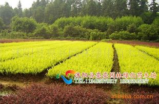 農(nóng)苗網(wǎng)攜手沭陽(yáng)亮亮園林，優(yōu)質(zhì)金葉女貞床苗與小苗全面供應(yīng)