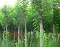 復(fù)葉槭 觀賞、綠化的優(yōu)良樹種全解析