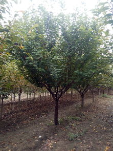 山東泰安和正苗木專業(yè)合作社 綠化苗木價(jià)格解析與選購(gòu)指南