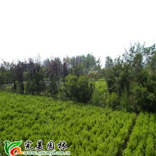 沭陽(yáng)縣完美園林綠化苗木場(chǎng) 專業(yè)喬灌木供應(yīng)，打造綠色生態(tài)之美